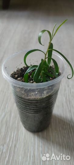 Растения для бонсай