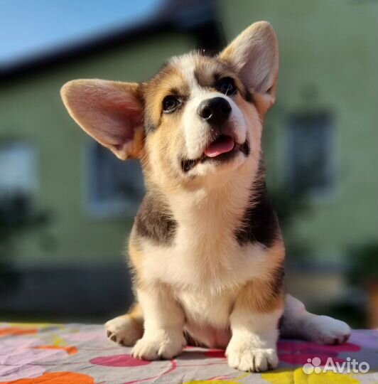 Вельш корги пемброк