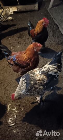 Молодые петухи