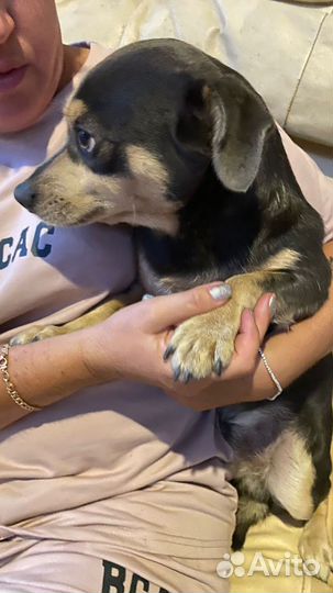 Собака тойтерьер