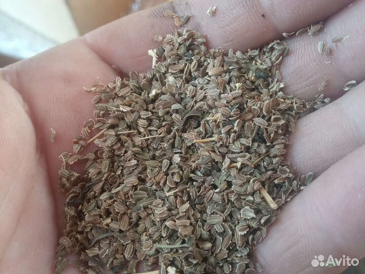 Семена моркови