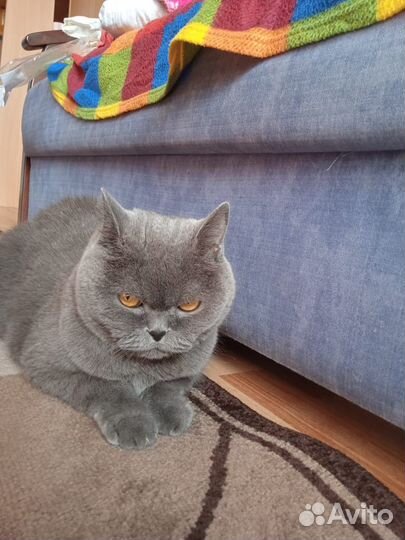 Британец кот