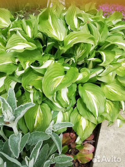 Садовые многолетники