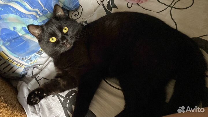 Чисто черные котята ищут дом