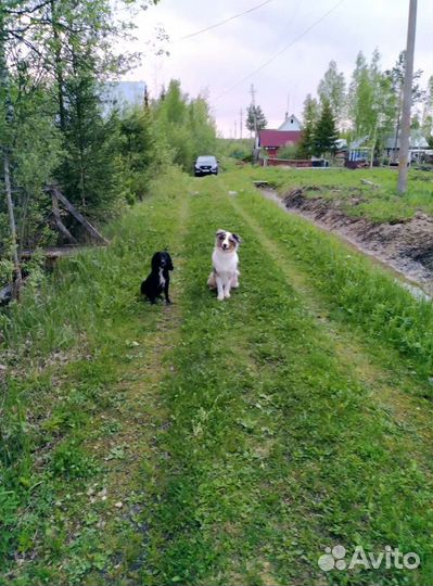 Кинолог, дрессировка собак. Весь Спб