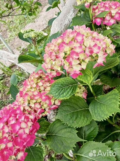 Гортензия саженцы Эльбталь Ванилла Фрейз