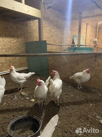 Инкубационное яйцо кур легорн