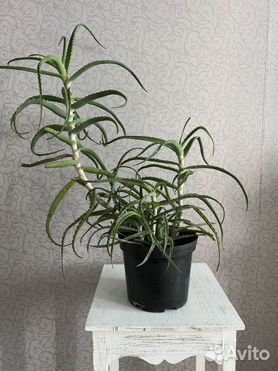 Алоэ 6 лет 80 см Взрослое