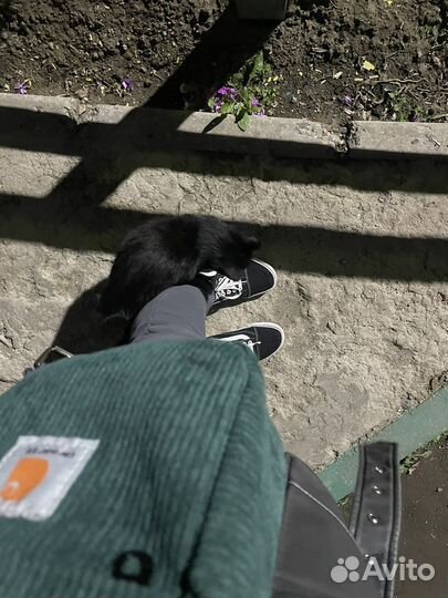 Котенок даром