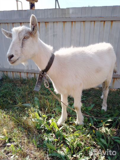 Зааненская дойная коза