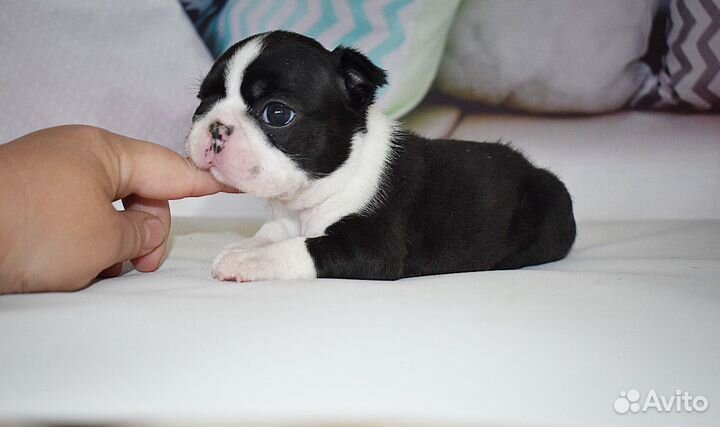 Бостон терьер девочка