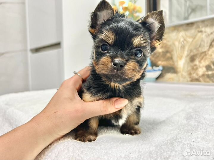 Йоркширский терьер