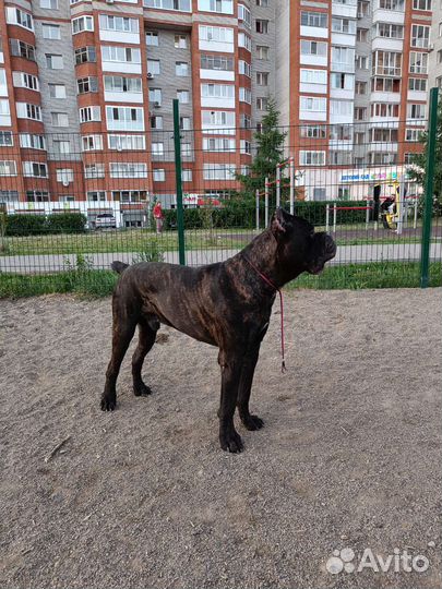 Кобель вязка кане Корсо