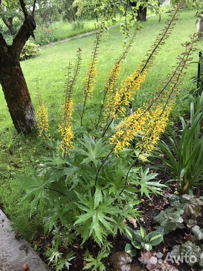 Бузульник Пржевальского