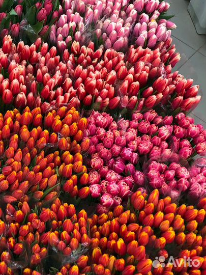 Мелкий опт тюльпанов на 8 марта