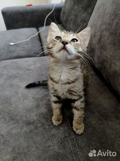 Котенок