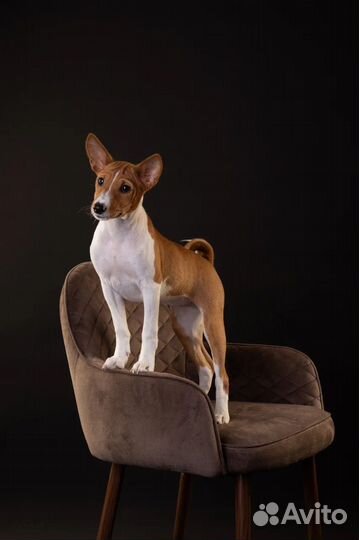 Шикарная девочка басенджи