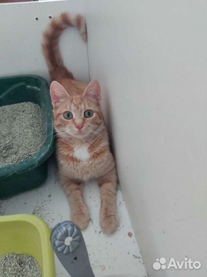 Кошечка, 8 месяцев