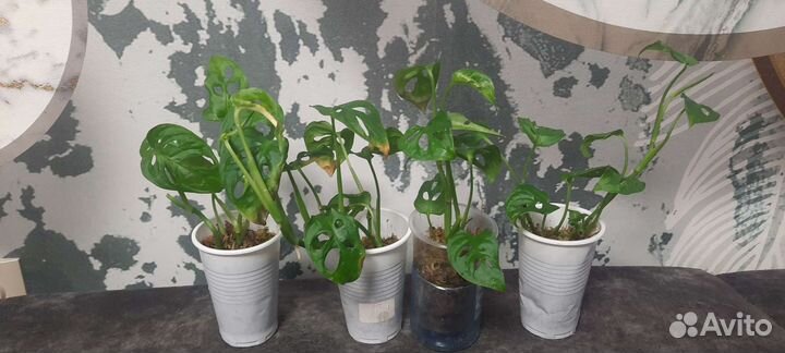 Манстера манки маск