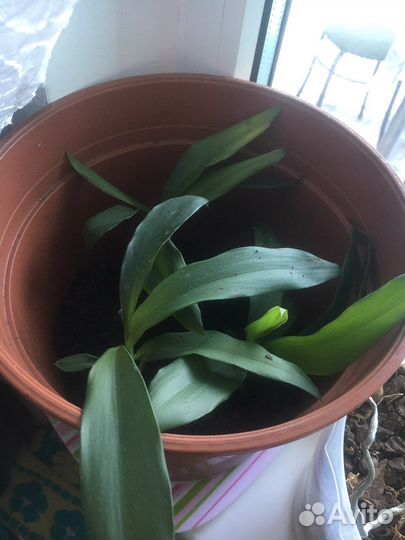 Юкка пальма