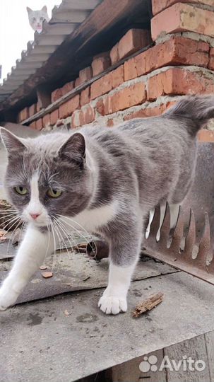 Кошка