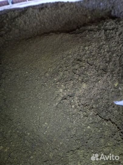 Чага березовая от сборщика