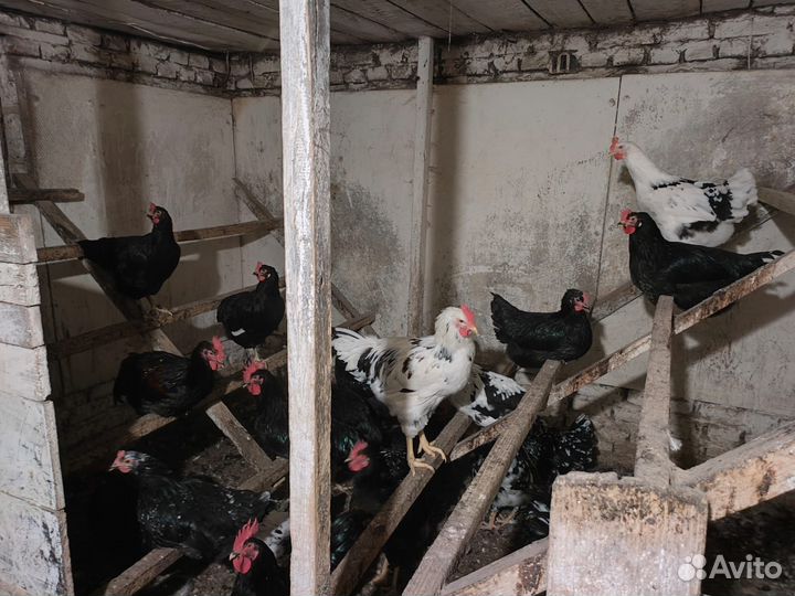 Цесарки, Петухи