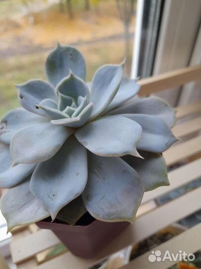 Эхеверия, хавортия