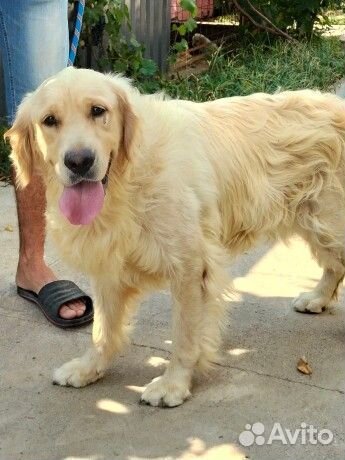 Золотистый ретривер
