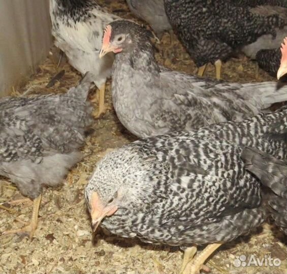 Куры несушки