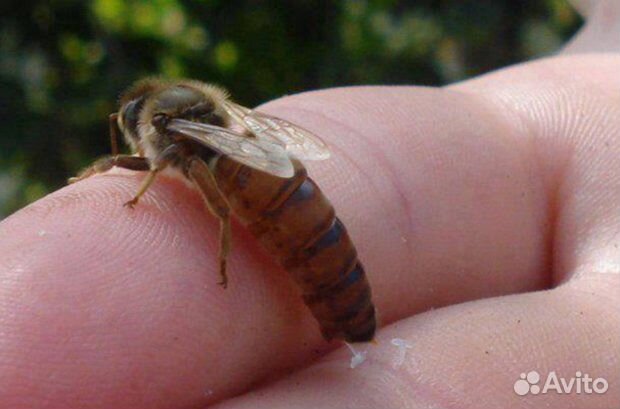 Пчеломатки Карника, Карпатка