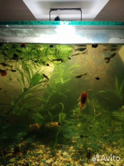 Гуппи молодые