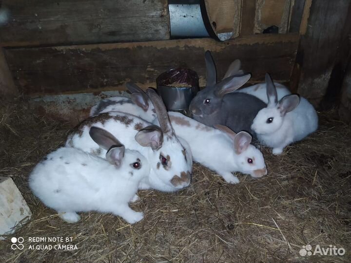 Продаю кроликов