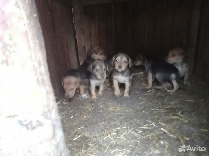 Щенки русской гончей