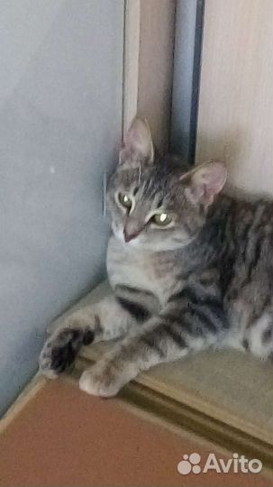 Тонечка в семью