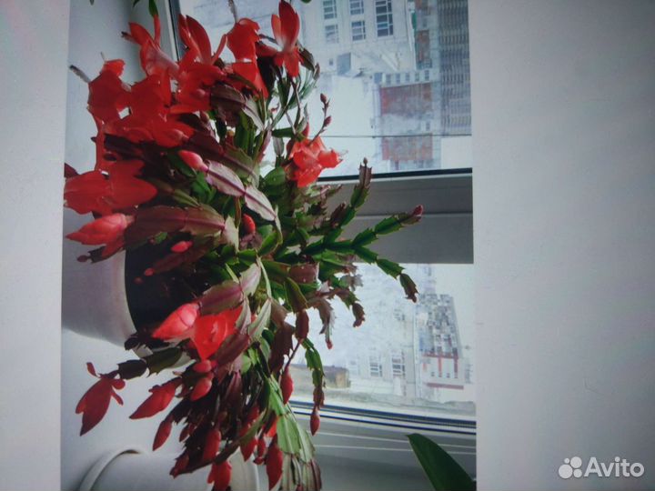 Цветок декабрист