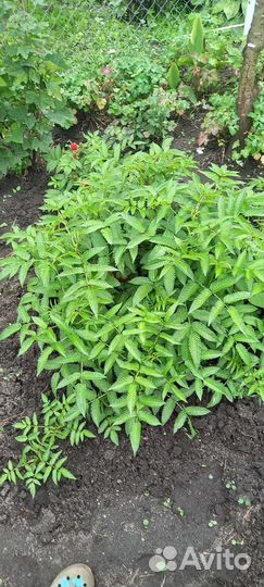 Тибетская малина саженцы