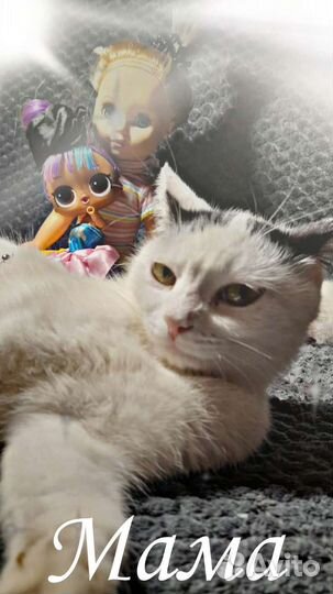 Кошки и котята