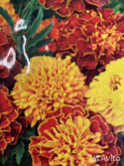 Бархатцы Семена 2023г