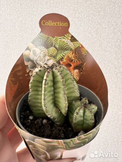 Кактусы редкие интересные