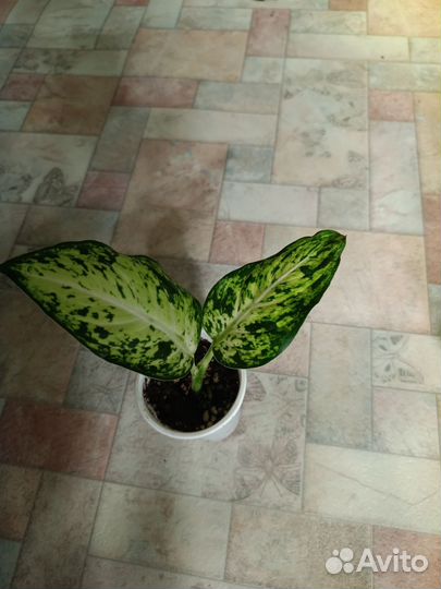 Филодендроны