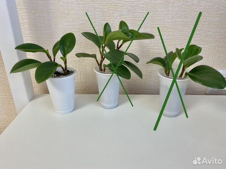 Пеперомия туполистная