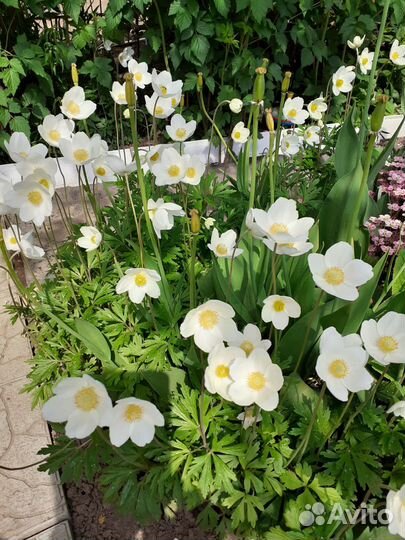 Анемоны, птицемлечник