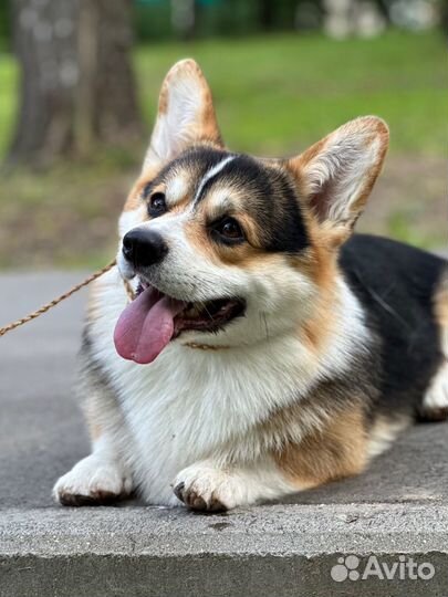 Вязка кобель Вельш корги пемброк