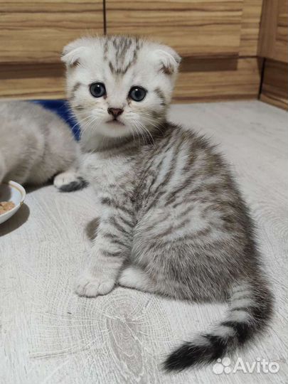 Шотландский вислоухий котенок