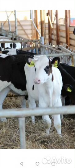 Крс молодняк