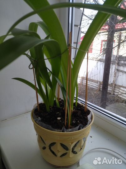 Комнатные цветы