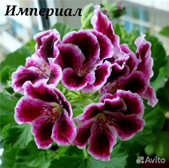 Комнатные цветы