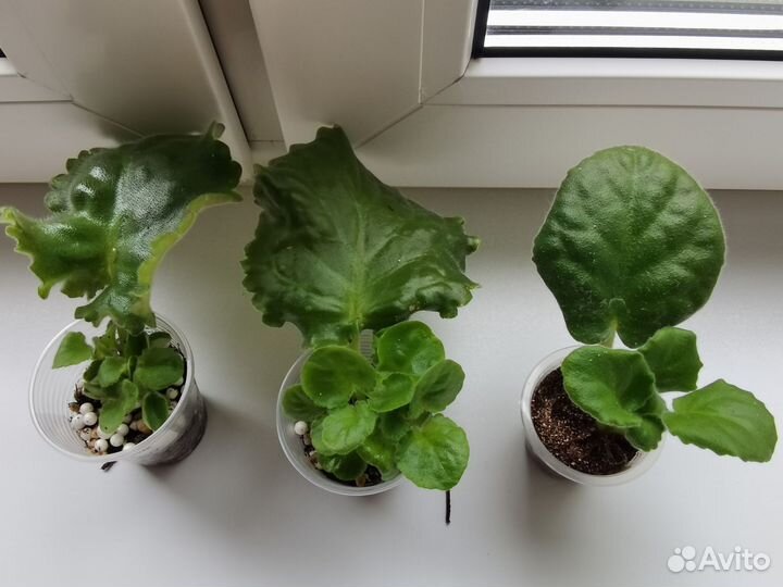 Набор ук/ч фиалок