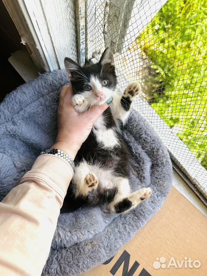 Котенок мальчик